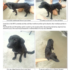 Dog currently between homes.webp