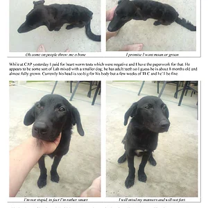 Dog currently between homes1.webp