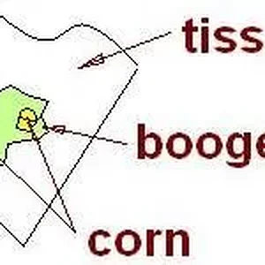 corn_SNOTS.webp