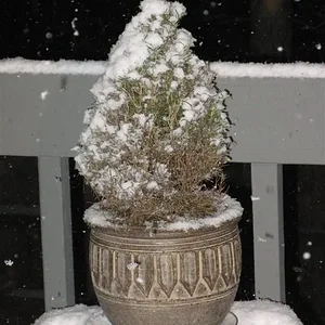 IMG_8936 (Large).webp