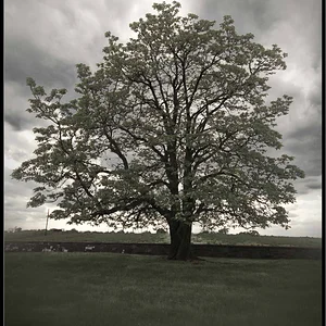 Antietam Cemetary Tree 2.webp