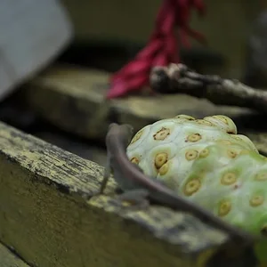 JAMAICA3 317edit.webp