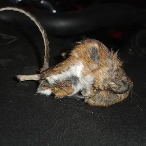 DSC03120 (Medium).webp