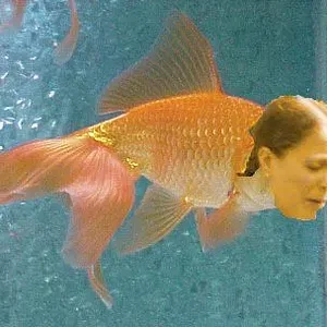 goldfish1.webp