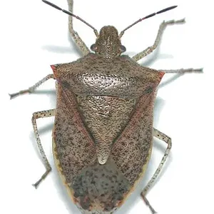 brown_stink_bug_adult.webp