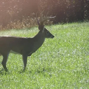 Buck from deck.webp