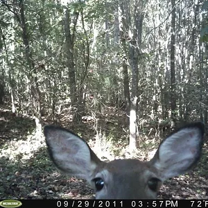Fawn Garme Cam.webp
