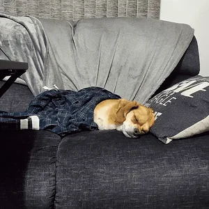 Charlie - Sleeping.webp