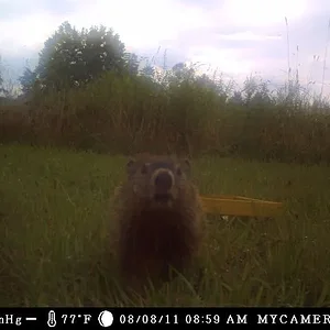Groundhog in camera_reduced.webp