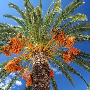 Date-palm.webp