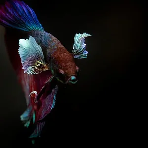 elephant-ear-betta.webp