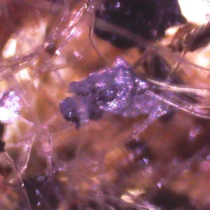 Screen Shot 2025-12-24 at 12.02.24 PM.webp