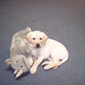 dog 009.jpg