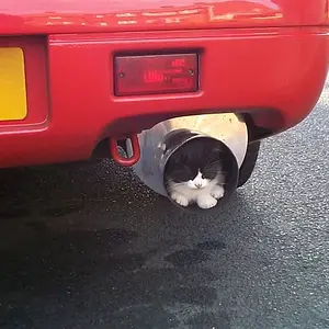 FartCanCat.jpg