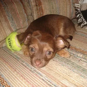 peanut2.jpg