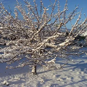 House Snow Front Tree.JPG