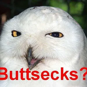 buttsecks owl.JPG