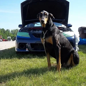 dog.JPG