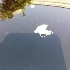 Mazda Hood.jpg