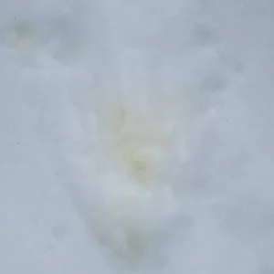 1639065109387245343488907968515.jpg
