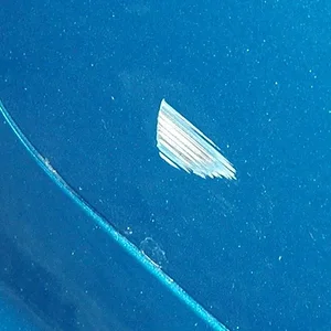 protege dent 001.jpg