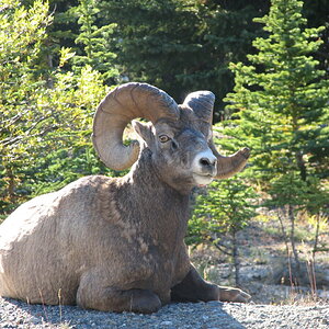 220 09_14 Icefields Parkway - Jasper NP AB.JPG