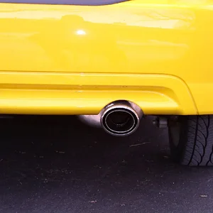 RBcatback.jpg