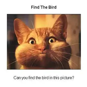 findthebirdie.webp