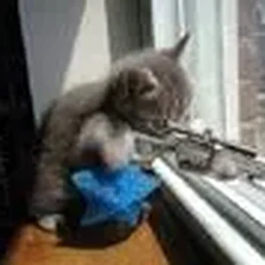 cat1.webp