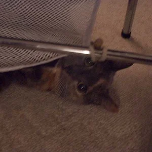 JPG KC Laundry Spaz.webp