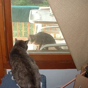 JPG KC Cat Fight.webp