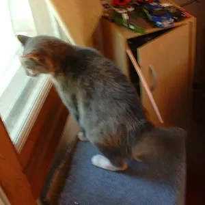 JPG KC Cat Fight Puff.webp