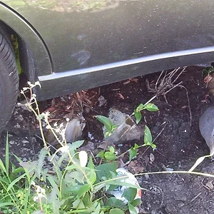 Apt.& car accident 006.webp