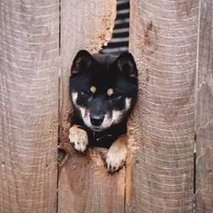 Sachi fence 4x6-3.webp