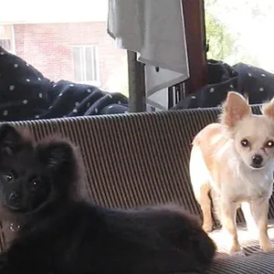 zeke & jezebell.webp