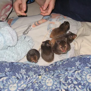 Captured 2004-1-4 00003.webp