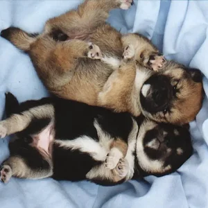 black,sesamy baby.webp