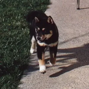 kimi running 18wks.webp