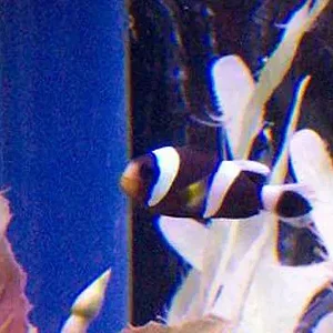 black clown 2.webp