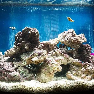 reeftank1.webp