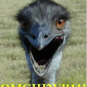 Ostrich.webp