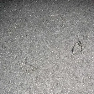 JackStands in Road.webp