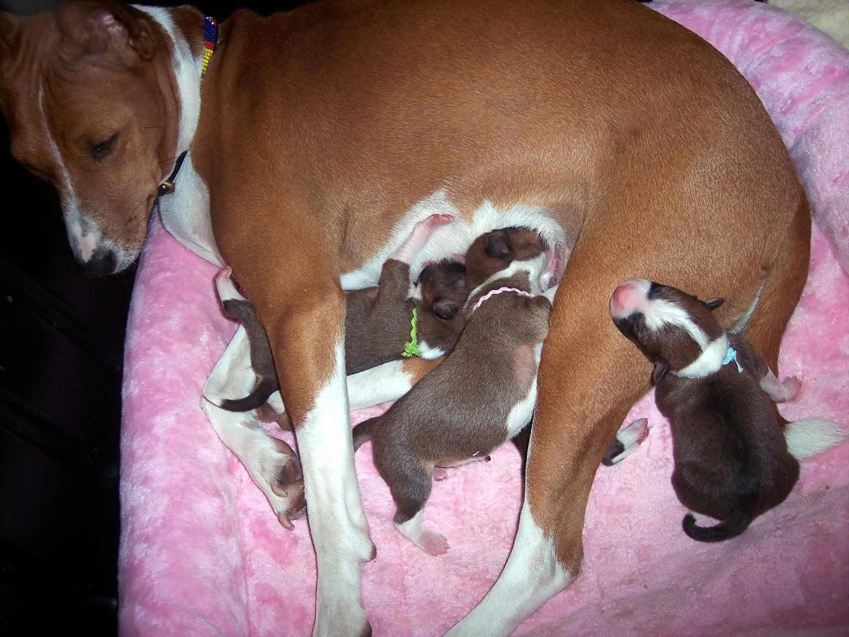 1-day-old.webp