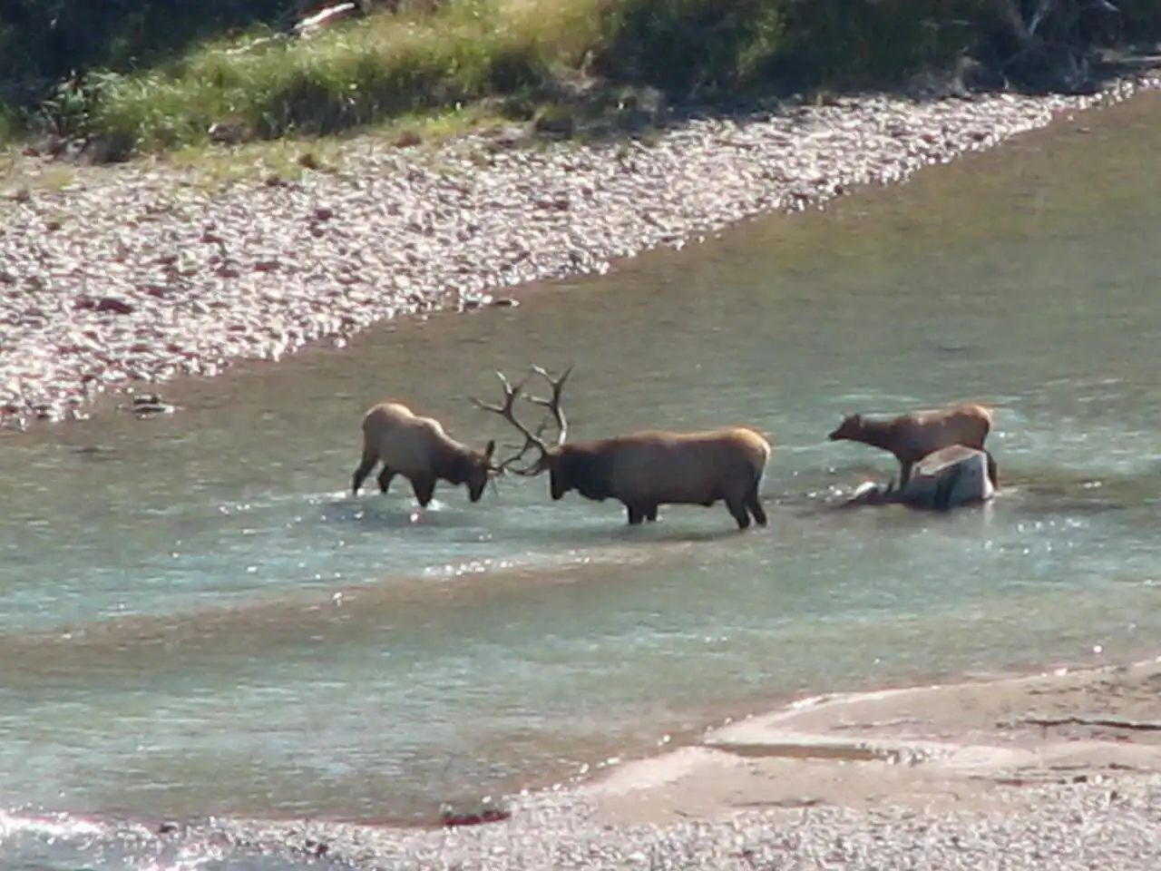 179 09_13 Bow River - Banff NP AB.JPG