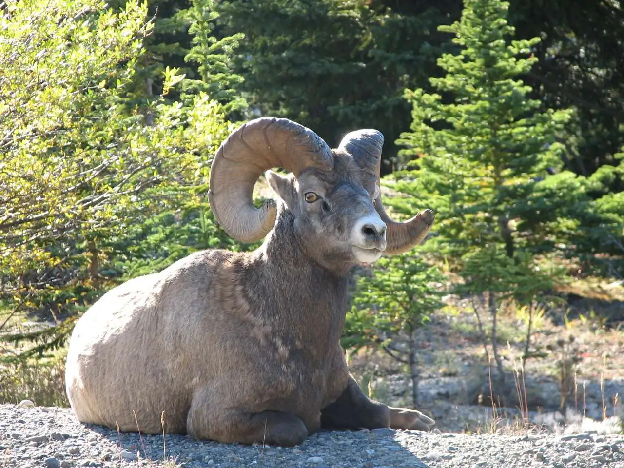 220 09_14 Icefields Parkway - Jasper NP AB.JPG