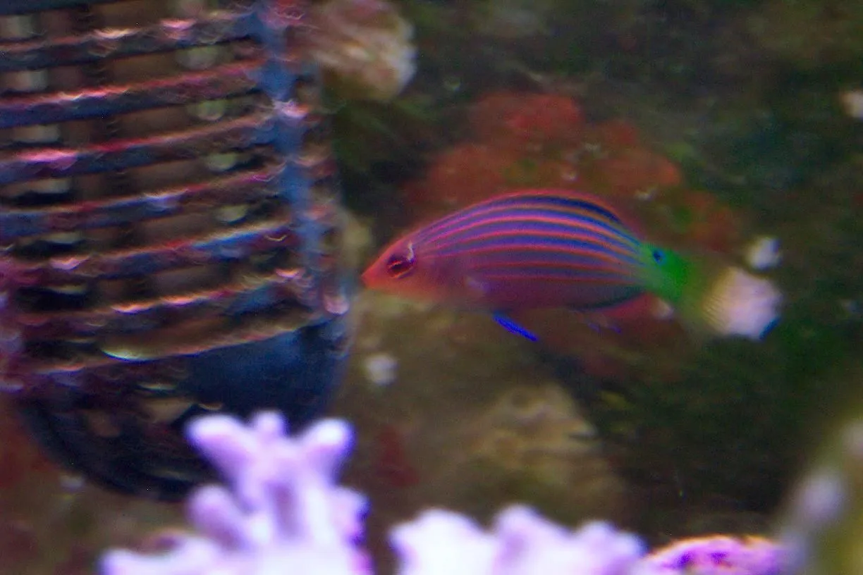6-line wrasse.webp