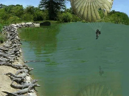AlligatorLunch.webp