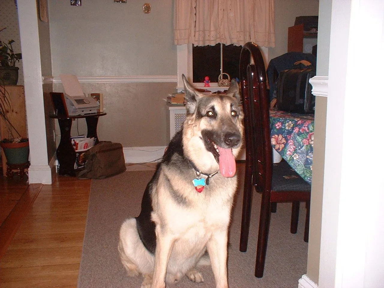 Barmy sitting.webp