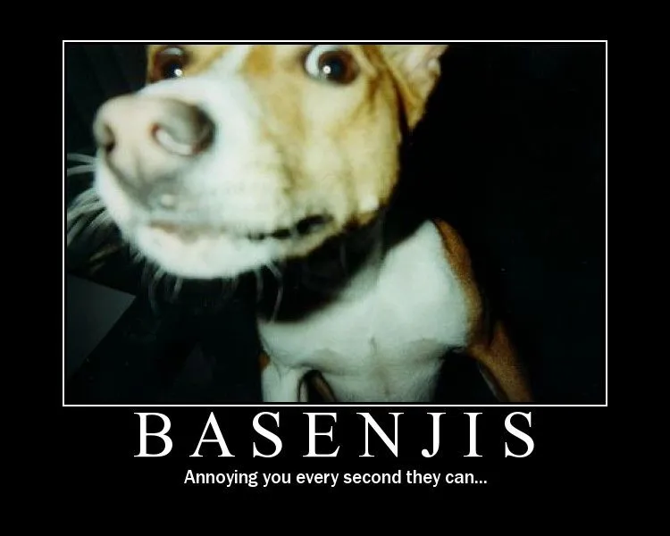 basenjis.webp