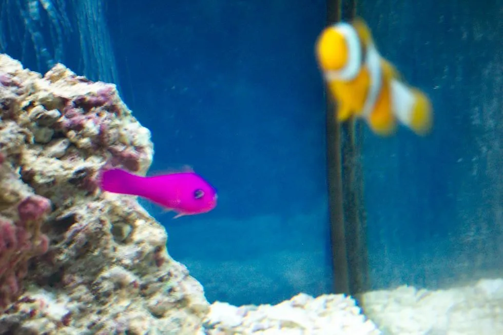basslet.webp